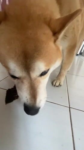 Shiba Inu investigates fallen leaf on indoor floor