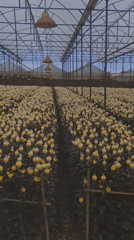 Chrysanthemum farming operations documented in Da Lat, Vietnam