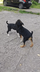 Puppies playing, beach scenes documented across Abkhazia locations