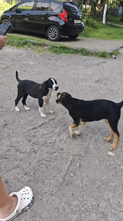 Puppies playing, beach scenes documented across Abkhazia locations