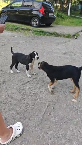 Two young puppies, one black with white markings and one mostly black with tan legs, interact playfully on a gravel surface. The black and white puppy sniffs at the other, which then playfully nips at the black and white puppy's neck. A black car is parked in the background. A person's white Crocs shoe is visible in the bottom left corner of the frame. The person filming speaks, telling the dogs not to scratch their hand.