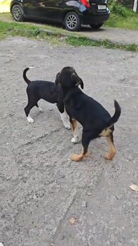 Puppies playing, beach scenes documented across Abkhazia locations