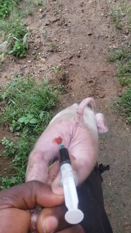 The image captures a close-up, overhead view of a person administering an injection to a small, pink piglet in an outdoor setting. The piglet is lying on dirt and sparse green grass, with its hindquarters prominently featured. A dark-skinned hand is holding a white syringe, containing a dark liquid, which is inserted into the piglet's upper thigh or flank area. A small, reddish-brown mark is visible on the piglet's skin at the injection site, possibly from a previous treatment or a disinfectant. The piglet's skin is smooth and pink, with a visible, slightly curled tail. The background consists of brown soil mixed with patches of green vegetation, suggesting a rural or farm environment. The lighting indicates it is daytime, likely with soft or overcast natural light, as there are no harsh shadows. No text is visible in the frame. The scene depicts an act of animal husbandry, possibly vaccination or medication, in an agricultural context.