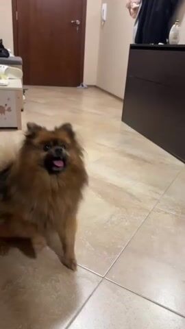 A small, fluffy dog is in a room with tiled floors. The dog is running back and forth, and at one point is carrying a yellow ball in its mouth. In the background, there is a brown wooden door, a dark brown cabinet, and a white side table with a child's drawing on it.