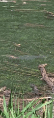 Spring morning wildlife and fishing activity at Sahún reservoir