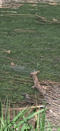 Spring morning wildlife and fishing activity at Sahún reservoir