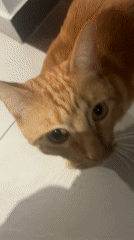Man and orange tabby cat spotted indoors in Mexico