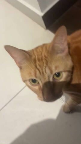 The video shows a close-up of a ginger tabby cat. The cat is looking at the camera, its face filling the frame. The camera is positioned above the cat, looking down. The background is blurry but appears to be a white tiled floor. The cat meows at the end of the clip.