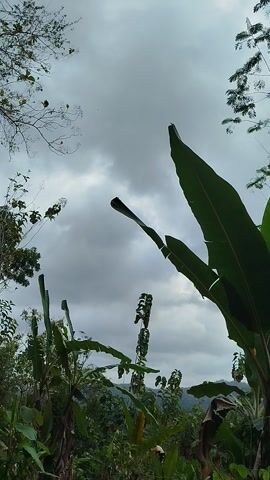 This is a video recording taken from a low-angle perspective, looking upwards towards the sky. The dominant subjects are large, dark green banana leaves, which fill a significant portion of the frame and appear to be very close to the camera. Interspersed among the banana leaves are branches of other trees with smaller, more delicate leaves, silhouetted against a cloudy sky. The clouds are thick and gray, suggesting an overcast or possibly rainy day. The lighting is diffused and dim.

In the background, hints of a tropical landscape are visible, with lush green foliage and what appears to be a hillside or mountain. The overall setting is a natural environment, likely a garden or jungle area. Given the location context of Pencil, Indonesia, the scene is consistent with a tropical climate.

There are no people or specific objects, other than the natural elements, visible in the video. The activity taking place is simply the observation of the sky and surrounding vegetation. The time of day is not explicitly clear due to the overcast conditions, but the subdued light might suggest either early morning, late afternoon, or a heavily overcast midday. There is no visible text in the recording. The mood is somewhat muted and natural, with the heavy clouds creating a somewhat somber atmosphere.