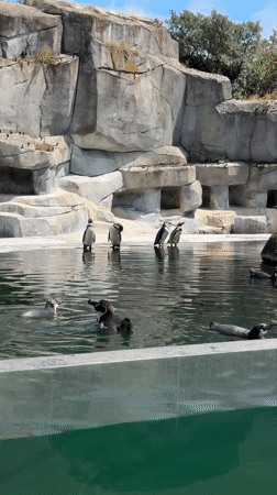 Penguins and sea lions at a Paris zoo