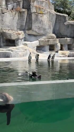 Penguins and sea lions at a Paris zoo