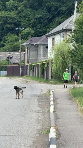 A medium-sized, dark-colored dog stands in the middle of a paved road, facing left. A white car approaches from the left and drives past the dog. Two people, one wearing a green shirt and the other a dark shirt, walk on a paved sidewalk to the right of the road. Behind the road and sidewalk are several buildings, some of which appear to be under construction. In the background, a densely wooded hillside rises steeply. Overhead wires and utility poles are visible. The scene appears to be a rural or suburban area.