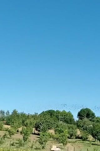 A flock of birds is flying in the sky above a rural landscape with trees and a farmhouse. The sky is clear and blue, and the sun is shining. The birds are flying in a loose formation, and they appear to be moving in the same direction. There is a farmhouse in the background, with a red roof and white walls. There are also several trees in the foreground, which are green and leafy. The overall impression is one of peace and tranquility.
