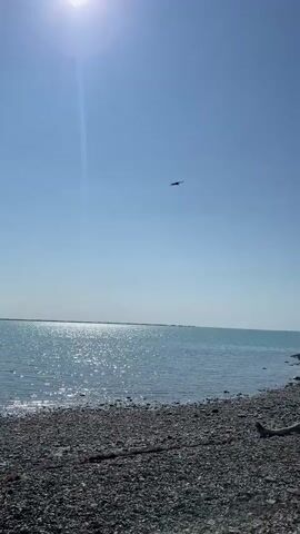 A bird flies across a clear blue sky over a calm, turquoise body of water. The shoreline in the foreground is covered in small, dark pebbles and a piece of driftwood. The sun is bright and high in the sky, casting a glare on the water.