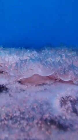A low-angle, close-up shot shows an underwater scene with sandy seabed. The water is a deep blue, transitioning to a lighter, cloudy blue near the seabed. The seabed itself is covered in coarse sand and small pebbles, with a thin layer of white, wispy material, possibly algae or sediment, covering parts of it. A flat, translucent, brownish object, possibly a jellyfish or a piece of marine life, is partially embedded in the seabed. The object has a smooth, undulating surface. Small, thin, light blue strands are scattered across the seabed and around the object, giving the impression of seaweed or other marine vegetation. The overall effect is one of a tranquil, yet somewhat obscured, underwater environment.