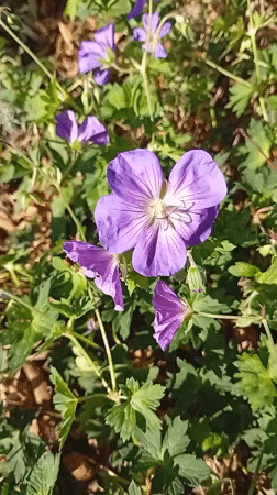 Macro tour of a garden's late-summer blooms in Holm