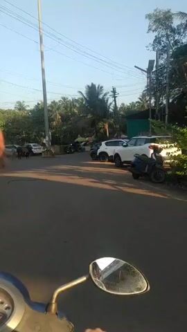 From a first-person perspective, a person is driving a blue scooter down a paved road toward an intersection in a sunny, tropical location. Palm trees are visible in the background. Several cars are parked at the side of the road. A brown bull is standing in the middle of the road near the intersection. Other pedestrians and scooters are at the intersection.