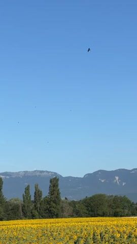 The video shows a wide shot of a field of sunflowers under a clear blue sky. In the distance, a line of trees and mountains can be seen. Two birds are flying high in the sky, one near the top center of the frame and another smaller one further to the left. The sun is shining brightly, casting no discernible shadows that would indicate the time of day. The sunflowers are a vibrant yellow, and the overall scene is peaceful and idyllic.