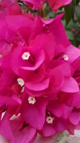 A close-up shot focuses on a hand holding a cluster of vibrant pink bougainvillea flowers. The hand, with visible fingers and palm lines, gently supports the weight of the blooms. The flowers, with their papery petals and tiny white centers, are in full display, creating a soft, textured bouquet. In the background, out-of-focus greenery suggests an outdoor setting. The lighting is natural, highlighting the rich color and delicate form of the flowers. The camera remains stationary throughout the short clip, allowing the viewer to appreciate the intricate details of the floral arrangement.
