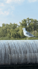 Lazy summer afternoon on a Saratov river