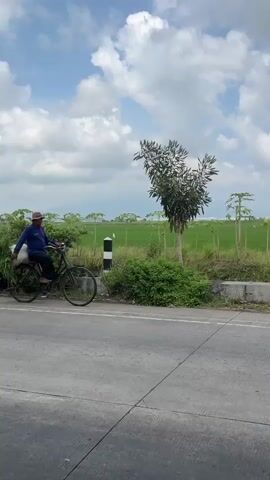 A person wearing a hat and blue shirt rides a bicycle on a paved road. The bicycle has a large white bag strapped to the back. The person is moving from left to right across the frame. To the right of the road, there is a small tree with white flowers or leaves and a black and white striped pole. Beyond the pole, there is a field of green plants, possibly crops, stretching into the distance. In the background, there are faint hills or mountains under a partly cloudy sky.