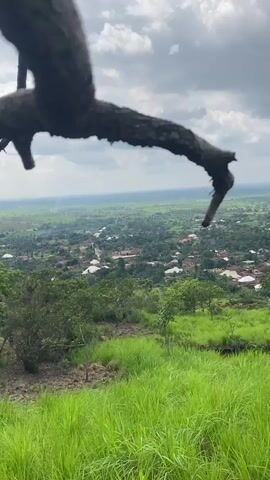 The video shows a scenic view of a village in Nguzu Edda, Nigeria. The foreground is dominated by a blurred tree branch, obscuring a portion of the view. Below the branch, lush green grass covers the foreground, suggesting a hilly or elevated vantage point.

The main subject is a sprawling village nestled amidst a dense, verdant landscape. Numerous houses with white and reddish-brown roofs are scattered throughout the scene, many surrounded by trees. The architecture of the houses appears to be a mix of traditional and more modern styles. Winding paths or roads are visible, connecting the dwellings.

The background reveals a vast expanse of green terrain, with hints of agricultural fields or more distant vegetation. The horizon is a hazy blend of green and sky, indicating a wide, open landscape. The sky is partly cloudy with patches of blue, suggesting it is daytime, likely late morning or early afternoon. The overall impression is one of a peaceful, rural setting, characterized by natural beauty and a close-knit community. There is no visible text in the video.