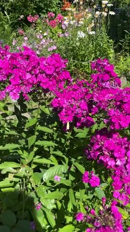 The video shows a close-up of vibrant pink phlox flowers with a yellow butterfly resting on one of the blooms. The butterfly is clearly visible in the center of the frame. In the background, there are more flowers of various colors, including white and pink daisies, and green foliage. The scene is illuminated by bright sunlight, suggesting it is daytime. The camera appears to be held at a slightly elevated angle, looking down at the flowers.