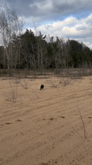 Small dog plays on sandy beach in Chaikovsky, Russia