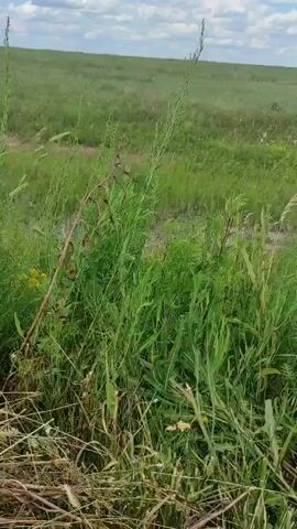 The video shows a wide shot of a grassy field under a cloudy sky. The camera pans slowly to the right, moving through tall grass and vegetation in the foreground. Small white flowers are visible among the green stalks. In the distance, the field stretches out to the horizon, with a slight incline. The overall impression is of a natural, rural landscape.
