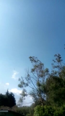 The camera is tilted at an angle, showing a clear blue sky. A tree branch with sparse leaves extends into the frame from the upper right. In the lower right corner, there is a glimpse of a dark green bush or tree. There are a few small clouds near the horizon, and what appears to be a bird flying in the distance.