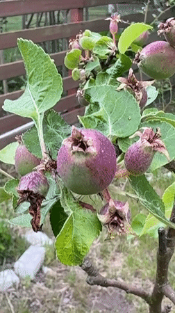 Backyard garden scene with fruit trees, flowers, weathered furniture
