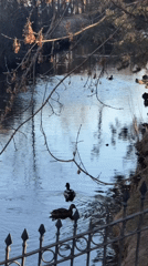Tourist captures spring afternoon scenes at Peterhof palace grounds