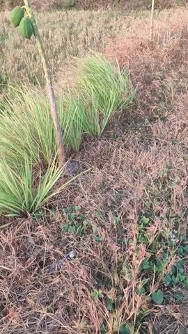 The video shows a close-up of a papaya tree with several green papayas growing on it. The tree is surrounded by dry grass and other vegetation. There is a gentle breeze blowing, causing the grass to sway. The scene appears to be outdoors in a rural or natural setting.