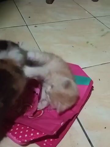 Two kittens are playing on a pink mat with polka dots. One kitten is light brown and white, and the other is brown and black. The kittens are wrestling and tumbling on the mat. The mat is on a tiled floor.