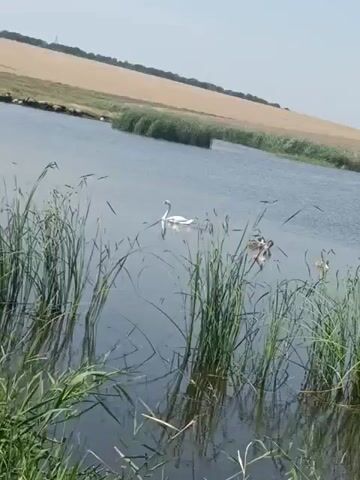 A tranquil scene unfolds on a body of water surrounded by lush reeds and a distant agricultural field under a clear sky. A graceful white swan glides across the water, its presence serene. Nearby, several ducks paddle, their movements a gentle ripple on the surface. The tall green reeds sway slightly in the breeze, creating a natural border between the water and the golden field stretching towards the horizon. The overall impression is one of peaceful coexistence in a natural habitat.