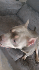 Dog plays with toy, digital content shared in Ulyanovsk
