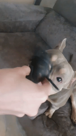 Dog plays with toy, digital content shared in Ulyanovsk