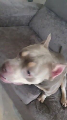 Dog plays with toy, digital content shared in Ulyanovsk
