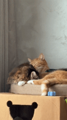 Two cats rest together on makeshift bed in Montenegro