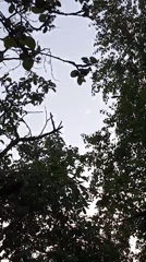 Crescent moon spotted through trees in Yuдино, Russia