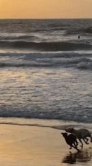 Dogs play, people relax during Tel Aviv sunset hour