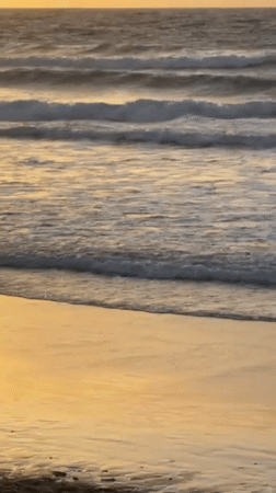 Dogs play, people relax during Tel Aviv sunset hour