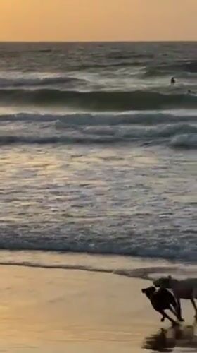 Dogs play, people relax during Tel Aviv sunset hour