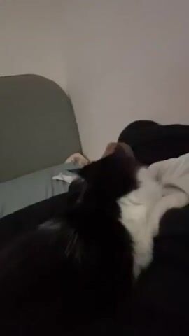 A black and white cat is on a bed, lying on its back with its paws extended. The cat appears to be stretching or yawning. A person's hand is visible, petting the cat's head. The background is a bedroom with a headboard and bedding.