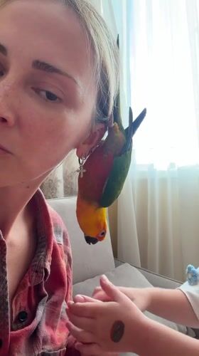 Parrot perches on an ear near Moscow, sailboat nearby