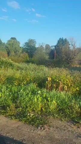 A video shows a view of a rural landscape with a dirt road in the foreground. Lush green grass and trees dominate the scene, with a clear blue sky overhead. The camera appears to be moving, suggesting the video was taken from a vehicle. The overall impression is one of natural beauty and tranquility.
