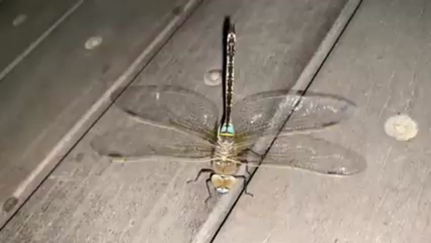A dragonfly is resting on a light gray wooden surface. The dragonfly has a long, black and brown segmented body, two pairs of transparent wings, and a light-colored head with large eyes. The wooden surface appears to be made of planks with small round, silver-colored fasteners. The lighting is dim, casting shadows and highlighting the texture of the wood. The dragonfly is motionless. The background is slightly blurred, focusing attention on the insect.