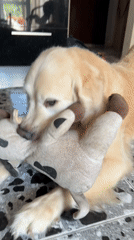 Golden retriever, a rose, and a quiet Tbilisi morning
