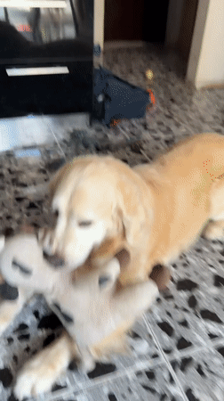 Golden retriever, a rose, and a quiet Tbilisi morning