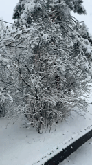 Heavy April snowfall documented in Dmitrov, Russia